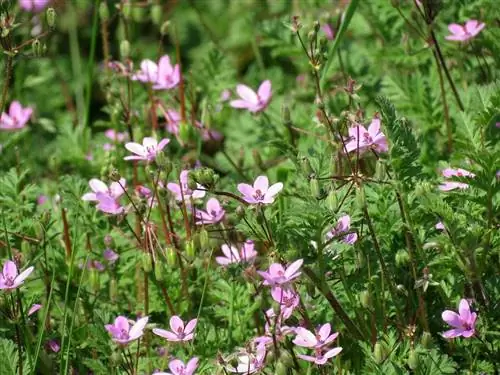 Эродиум цикутариум красивое растение