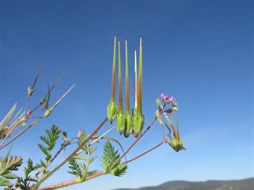 Плоды Erodium cicutarium удлиненной формы.