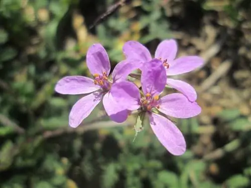 Вилки (Erodium cicutarium)