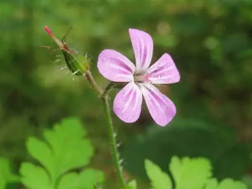 Герань робертианум