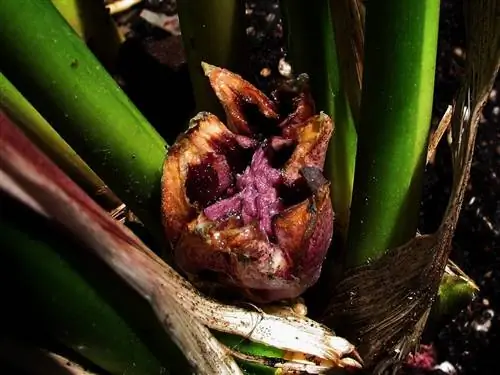 Цветок аспидистры остается незамеченным