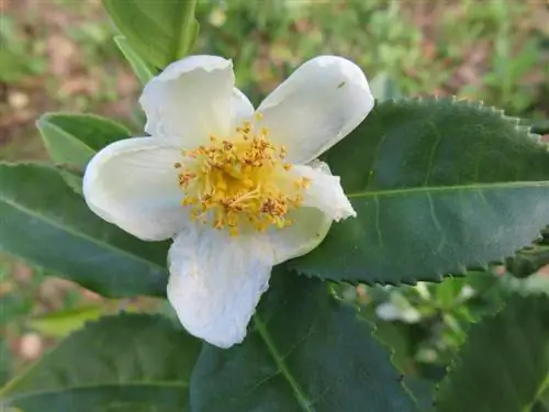 Camellia sinensis - кустарник