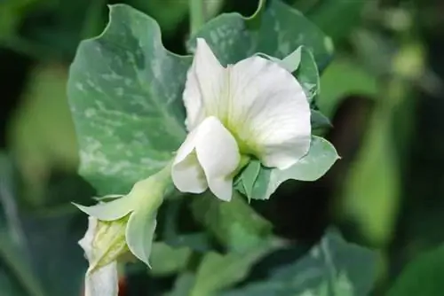 Цветок Pisum sativum белый.