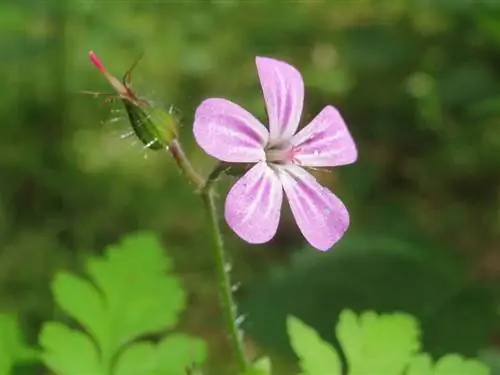 Что такое актиноморфный и зигоморфный цветок?