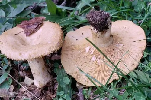 Этот молочник самый мягкий среди ядовитых, его яд лишь вызывает некоторые проблемы между желудком и кишечником