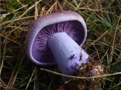 характеристики синего ножки