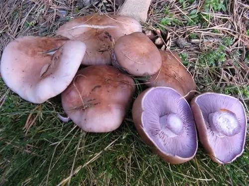 Где найти синеногий гриб?