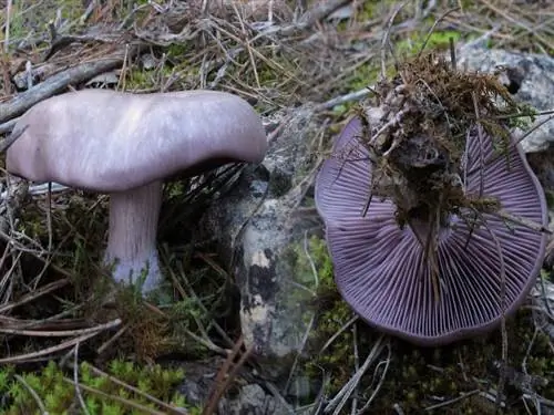 Синеногий гриб (Clitocybe nuda)