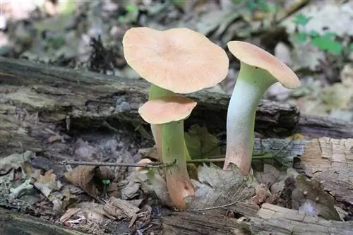 Pleurotus eryngii уход
