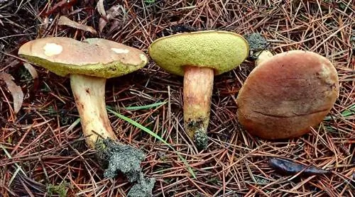 три гриба под названием Xerocomus ferrugineus