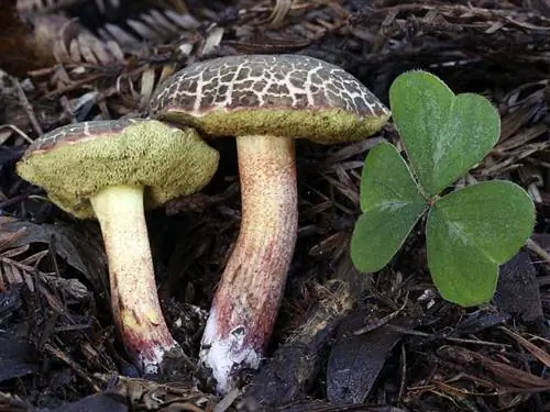 два гриба под названием Xerocomellus chrysenteron