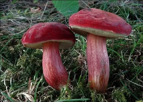 два гриба под названием Xerocomellus rubellus