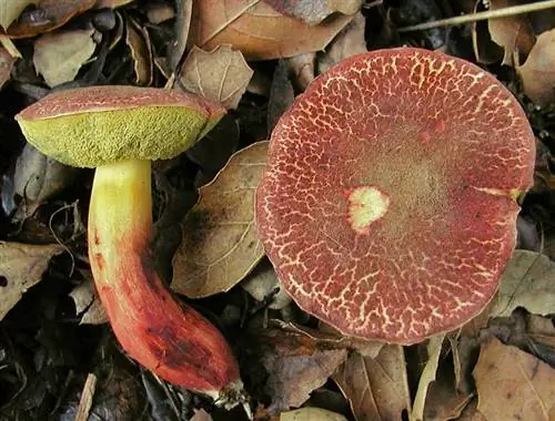 два гриба, имена которых Xerocomellus bubalinus