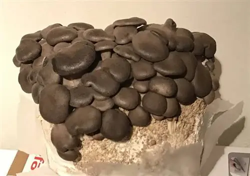 Альпака помогает поддерживать влажность