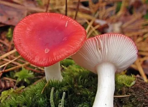 сыроежка рвотная