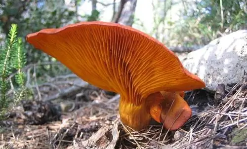 лезвия гриба могут сказать нам, ядовиты они или нет