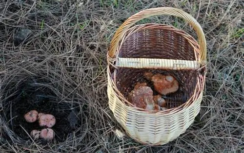 важно, чтобы грибные корзинки хорошо проветривались