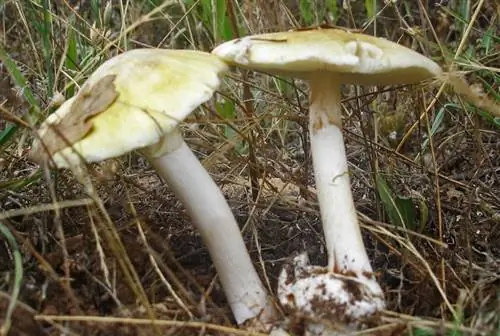 Мухомор фаллоидный