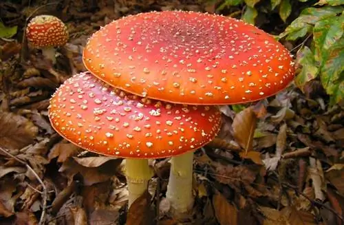 мухомор