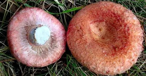 Lactarius Torminosus