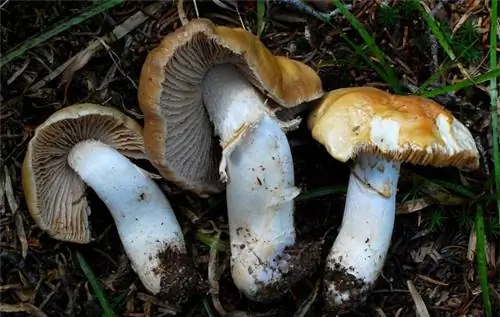 Кортинариус