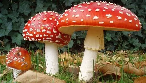 Все, что вам нужно знать о ядовитых грибах