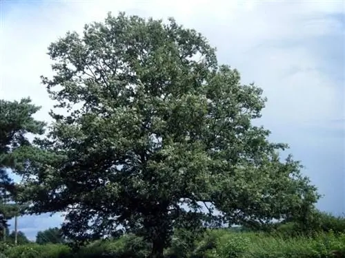 Дуб индейка (Quercus cerris)
