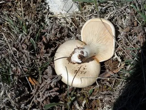 Стрела чертополоха