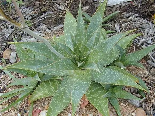 маленькое светло-зеленое растение под названием Aloe maculata