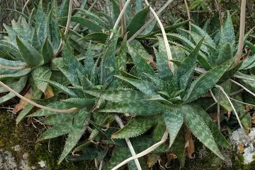 Лаваш королевский (Aloe maculata)
