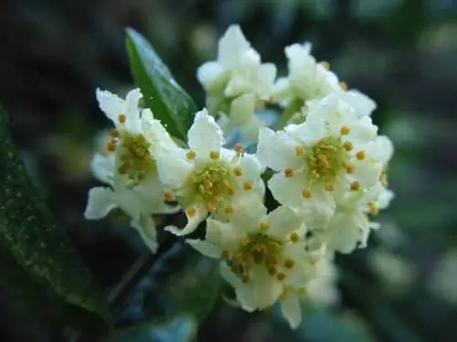 Цветки Болдо белые