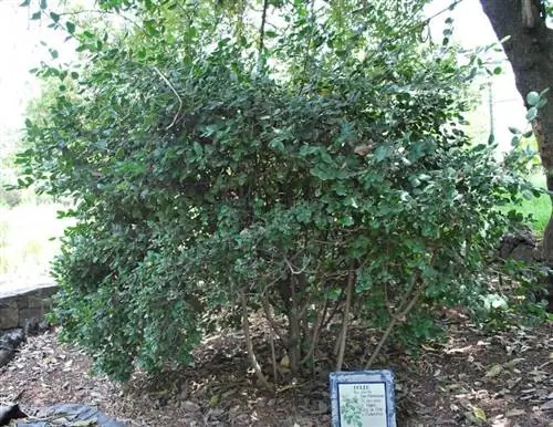 Больдо - лечебное дерево.