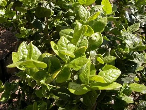 Листья больдо лечебные