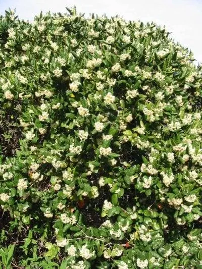 завод болдо