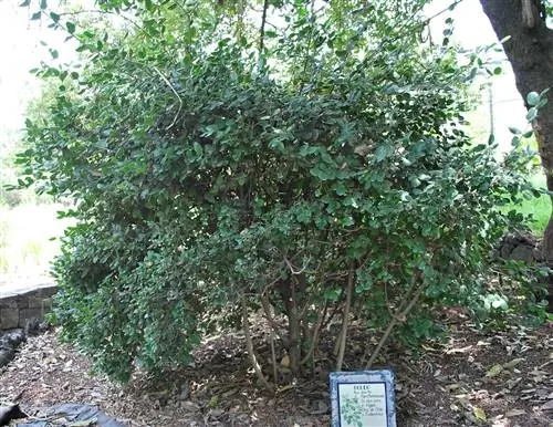 Растите жир, чтобы заботиться о здоровье