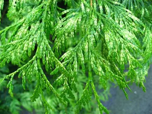 Thuja plicata - хвойное дерево