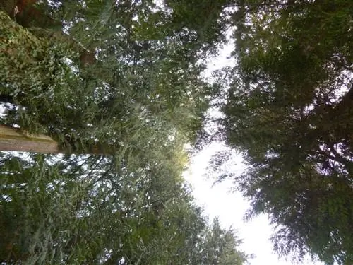 Гигантская туя - лесное дерево