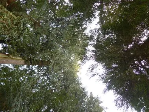 Туя гигантская (Thuja plicata)