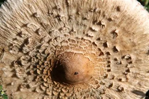 Зонтик вблизи