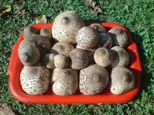 Соберите Macrolepiota Procera