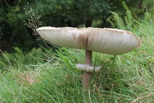 Гриб-зонтик в профиль