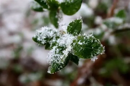 Растения зависят от погоды