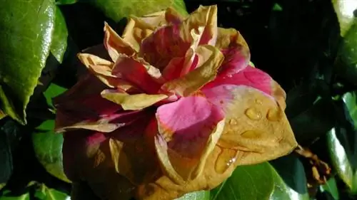 Увядшие цветы необходимо срезать