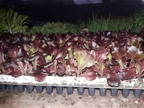 выращивание фиолетового салата