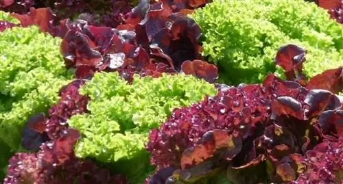 сорта салата