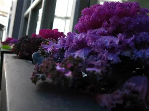 Свойства фиолетового салата