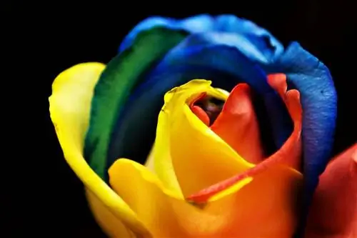Радужные или разноцветные розы