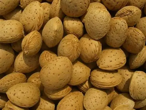 маркона миндаль