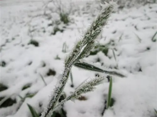 дактиль сопротивляется морозу
