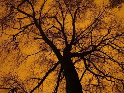 Дерево без листьев